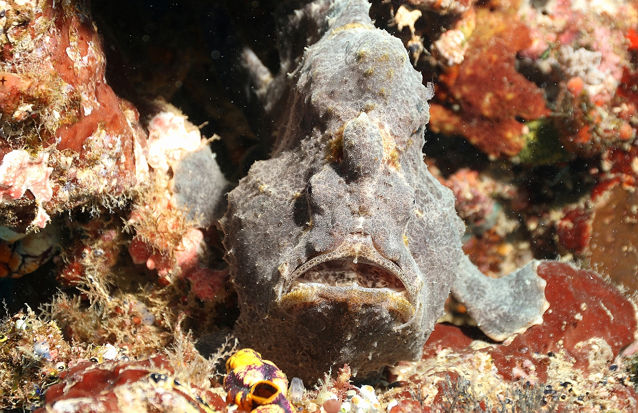 Sipadan_2015_Poisson grenouille_Antennaire geant_Antennarius commerson_IMG_2709_rc.jpg